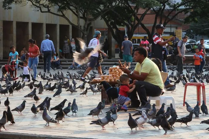 Pigeons Squad, Cali