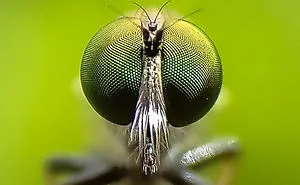Robber Fly
