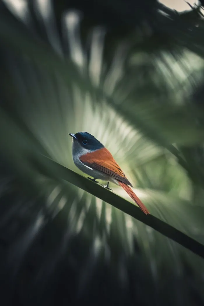 Natural Inhabitant