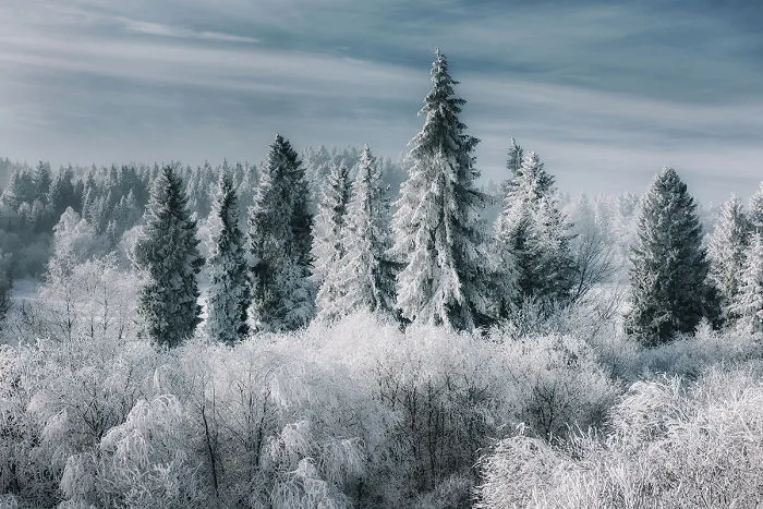 I've Got Lost In The Winter Wonderland And Captured These Photographs (14 Pics)