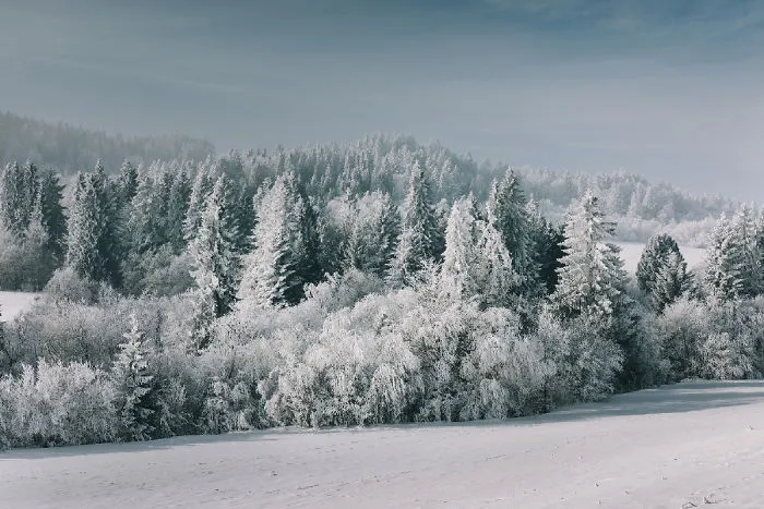 I've Got Lost In The Winter Wonderland And Captured These Photographs (14 Pics)