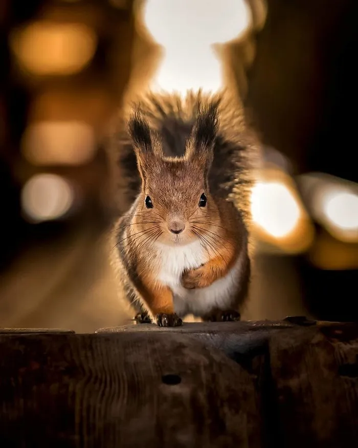Finnish Photographer Snaps Animals In Their Raw Moments (30 New Pics)