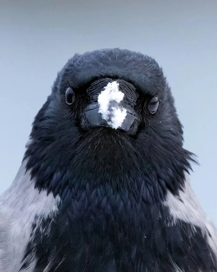 Finnish Photographer Snaps Animals In Their Raw Moments (30 New Pics)