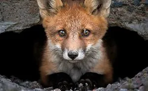 Finnish Photographer Snaps Animals In Their Raw Moments (30 New Pics)