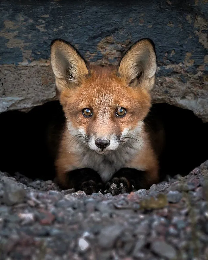 Photographer Shows Finland's Forests That Seem To Have Come Straight Out Of A Fairy Tale (New Pics)