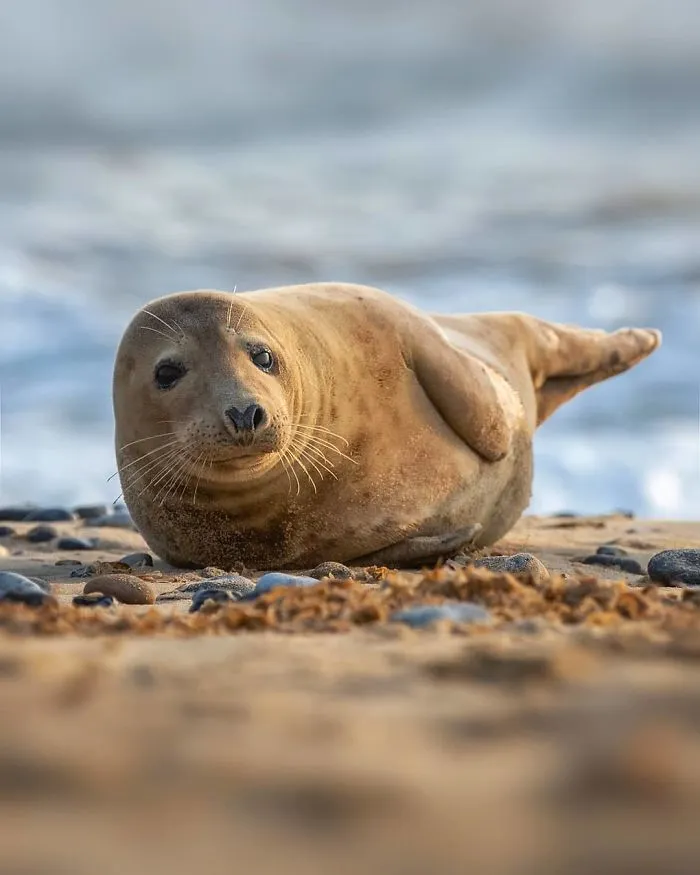 Finnish Photographer Snaps Animals In Their Raw Moments (30 New Pics)