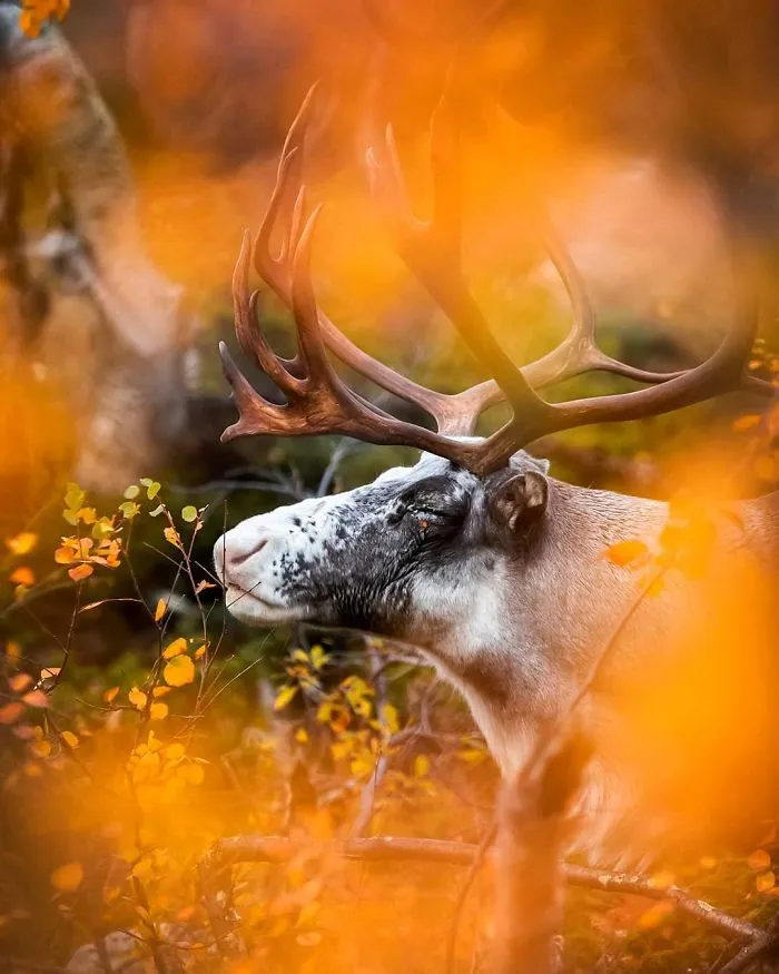 Finnish Photographer Snaps Animals In Their Raw Moments (30 New Pics)