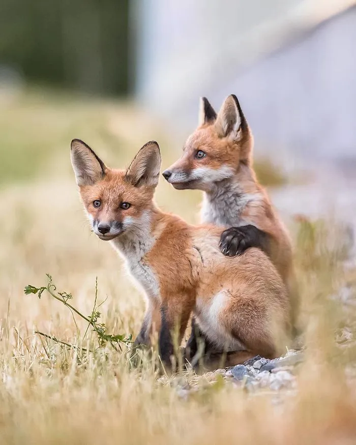 Finnish Photographer Snaps Animals In Their Raw Moments (30 New Pics)