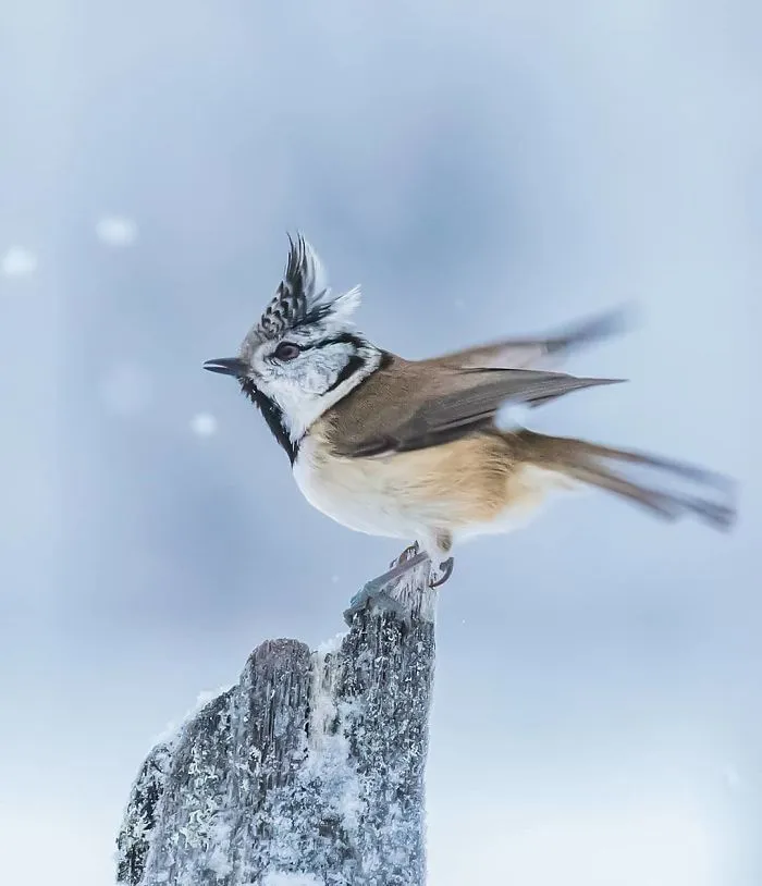 Finnish Photographer Snaps Animals In Their Raw Moments (30 New Pics)