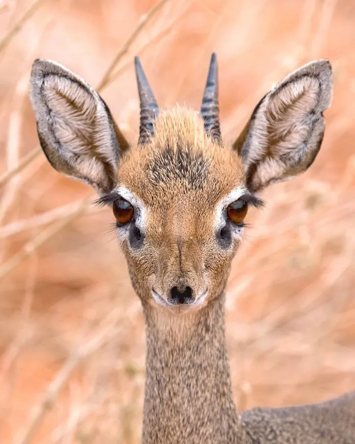Finnish Photographer Snaps Animals In Their Raw Moments (30 New Pics)