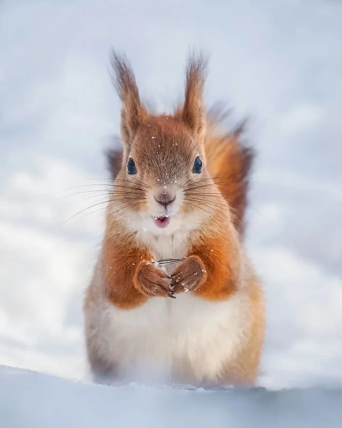 Finnish Photographer Snaps Animals In Their Raw Moments (30 New Pics)