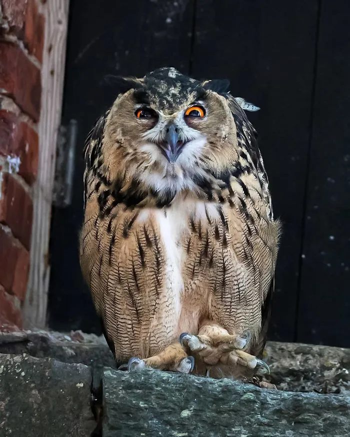 Finnish Photographer Snaps Animals In Their Raw Moments (30 New Pics)