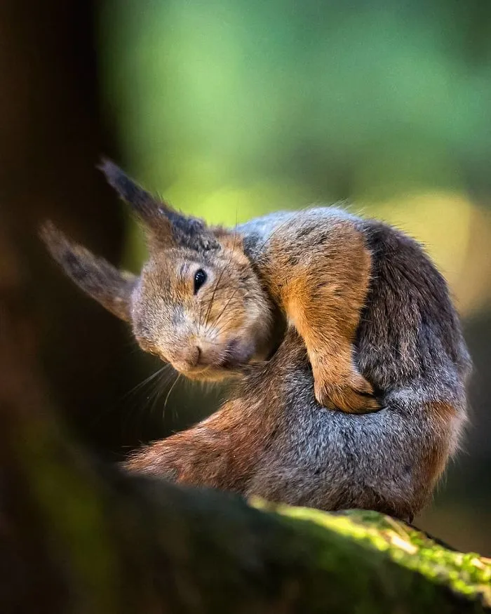 Finnish Photographer Snaps Animals In Their Raw Moments (30 New Pics)