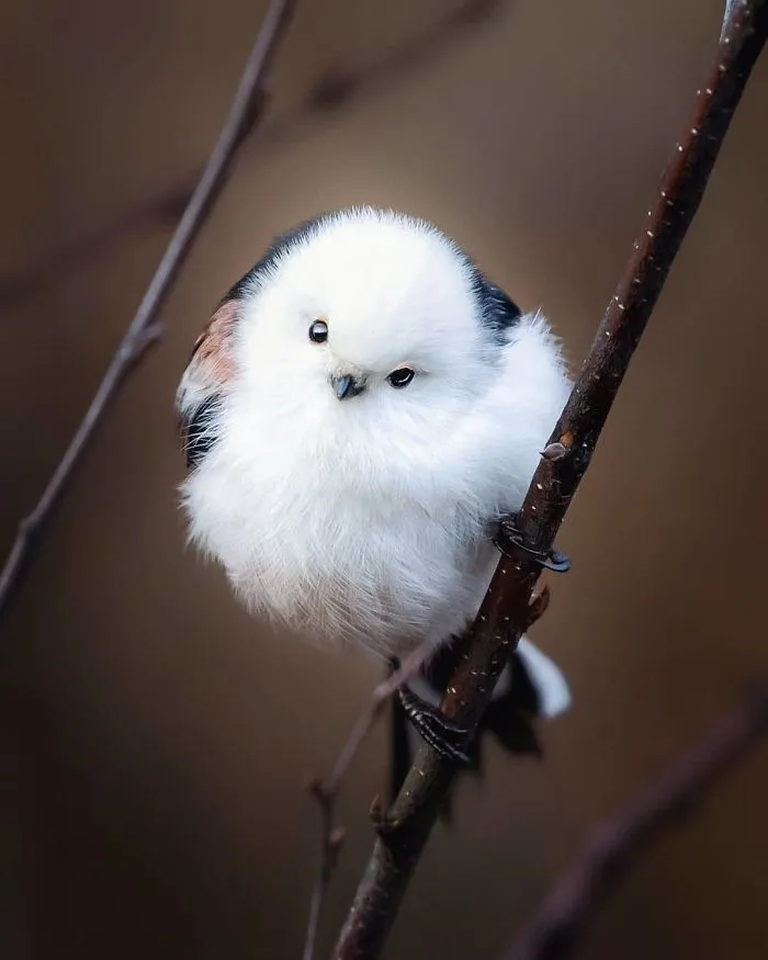 Finnish Photographer Snaps Animals In Their Raw Moments (30 New Pics)