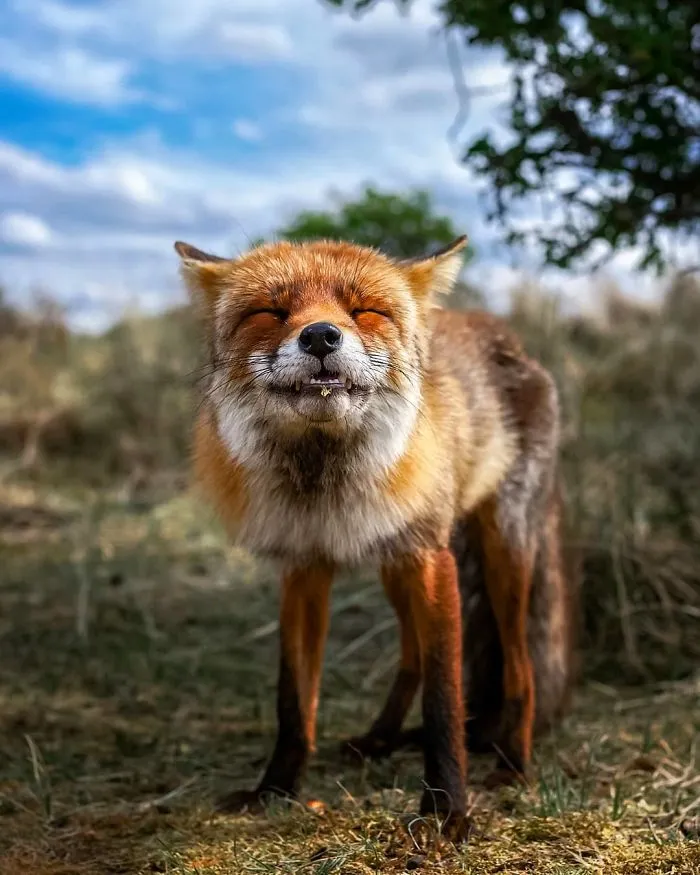 Finnish Photographer Snaps Animals In Their Raw Moments (30 New Pics)