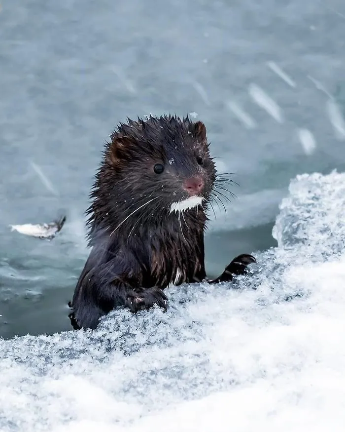 Finnish Photographer Snaps Animals In Their Raw Moments (30 New Pics)