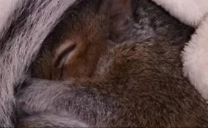 I Saved A Baby Squirrel