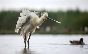 I Try To Show How Each Bird Has Their Own Unique Character In These 31 Photos