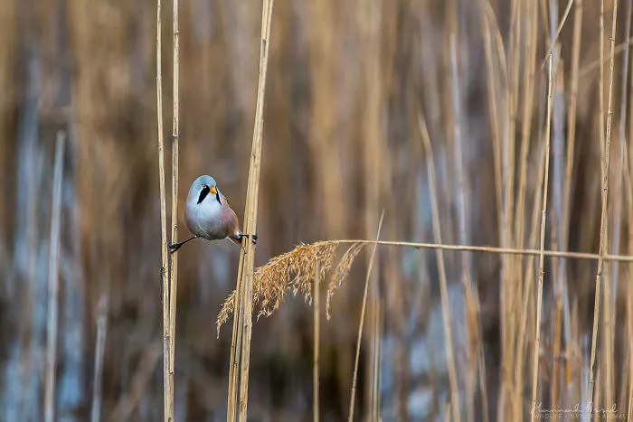 The Acrobat