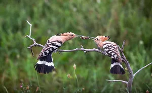 I Try To Show How Each Bird Has Their Own Unique Character In These 31 Photos