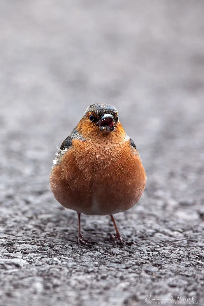 The Glutton