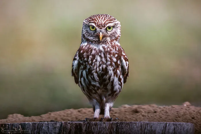The Grumpy One