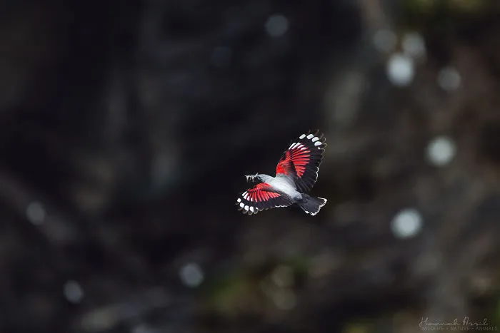 The Skydiver