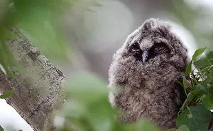 I Try To Show How Each Bird Has Their Own Unique Character In These 31 Photos
