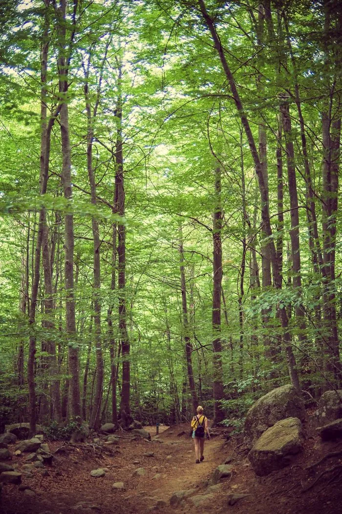The Forest