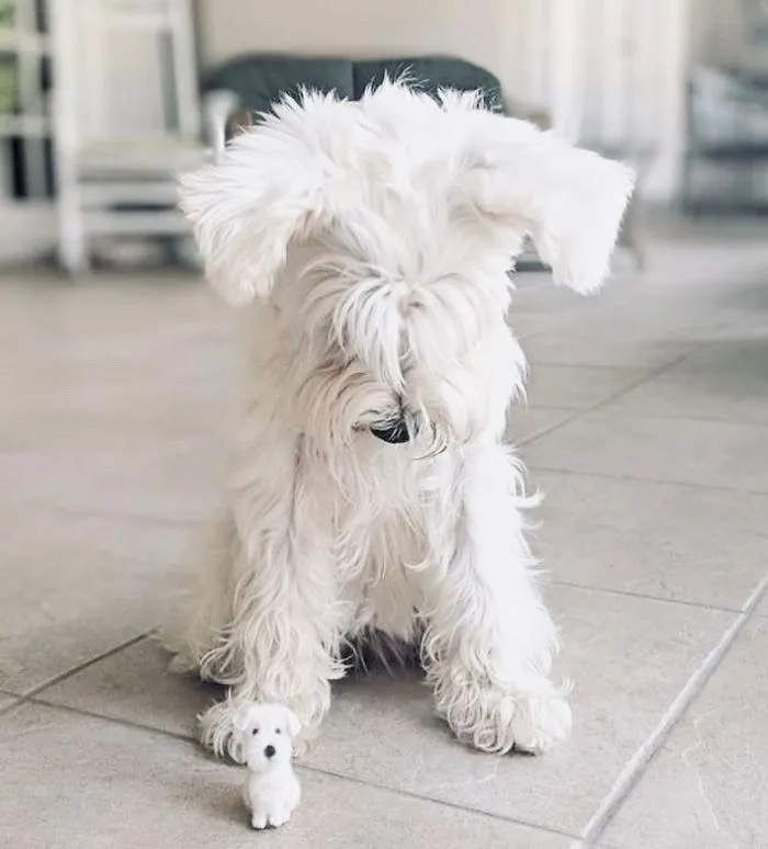 Artist Creates Felted Versions Of People's Pets And The Waitlist Is Already 3 Months Long (98 Pics) 