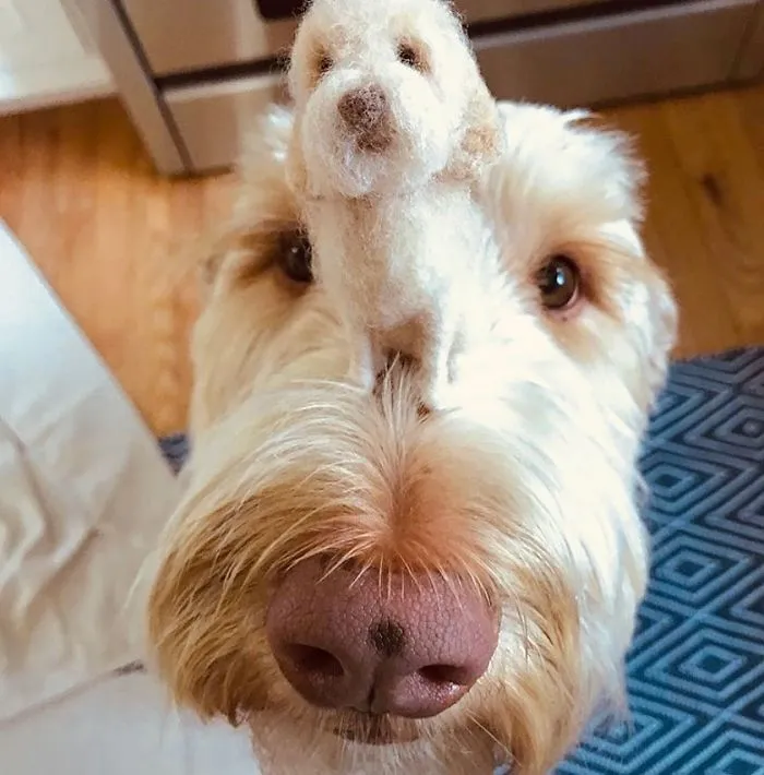 Artist Creates Felted Versions Of People's Pets And The Waitlist Is Already 3 Months Long (98 Pics) 
