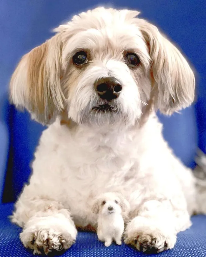 Artist Creates Felted Versions Of People's Pets And The Waitlist Is Already 3 Months Long (98 Pics) 