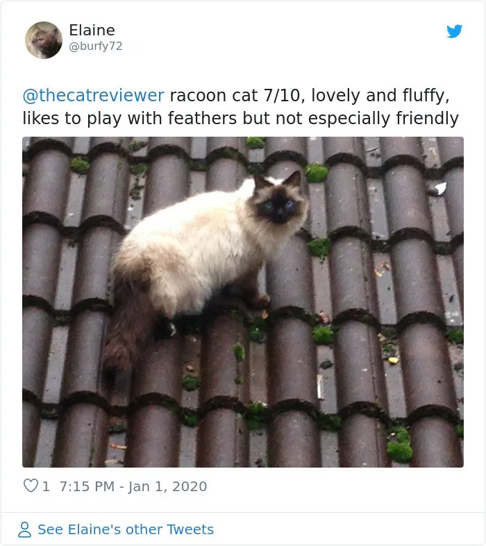 Twitter Account Encourages People To Rate The Cats They Meet On The Streets And It's Purrfect (30 Pics)