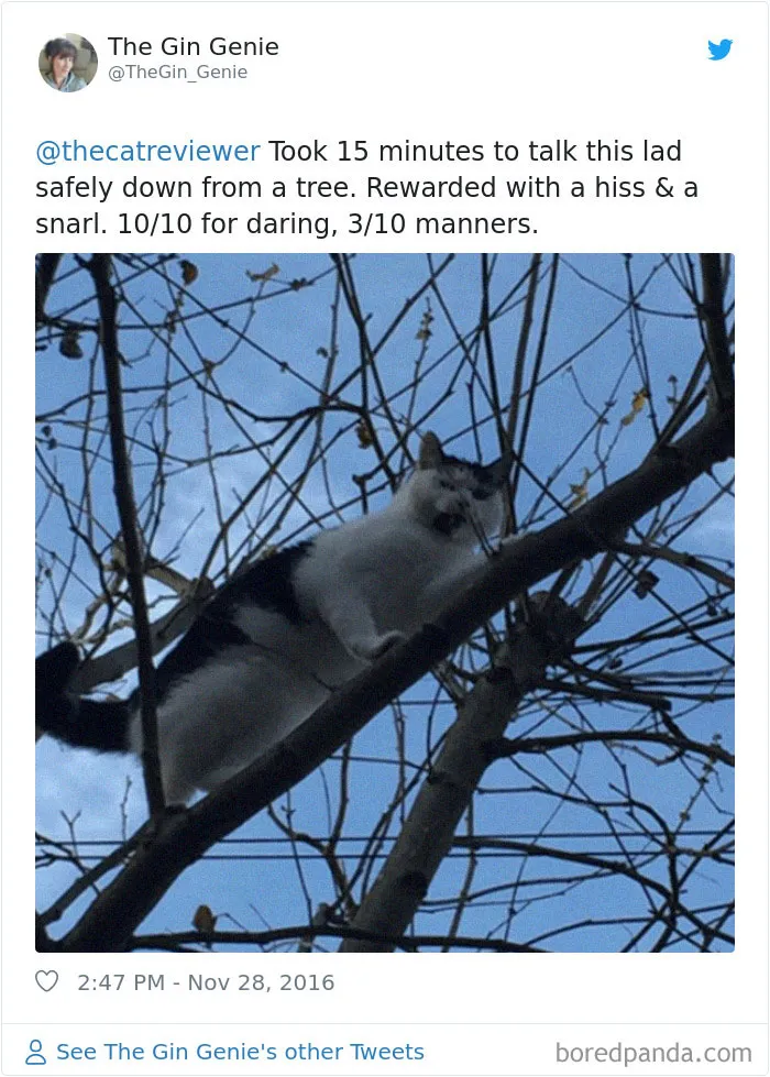 Twitter Account Encourages People To Rate The Cats They Meet On The Streets And It's Purrfect (30 Pics)