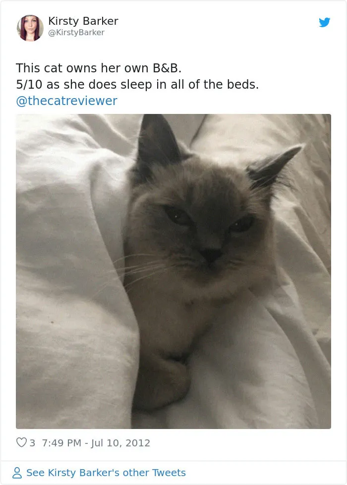 Twitter Account Encourages People To Rate The Cats They Meet On The Streets And It's Purrfect (30 Pics)