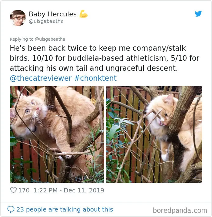 Twitter Account Encourages People To Rate The Cats They Meet On The Streets And It's Purrfect (30 Pics)