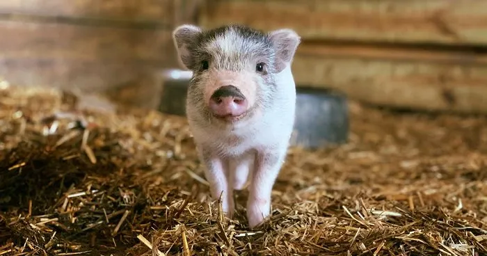 This Animal Sanctuary Is Looking For Volunteers To Cuddle With The Animals And It's A Dream Job