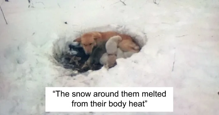 Litter of 6 Survives In The Cold Due To The Caring Love Of Their Mother, Gets Saved By The Locals
