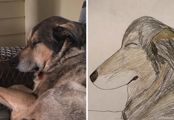 Esta protectora de animales promete hacer un dibujo cutre pero original de tu mascota por cada donación de 15$, y estos son los resultados (35 fotos)