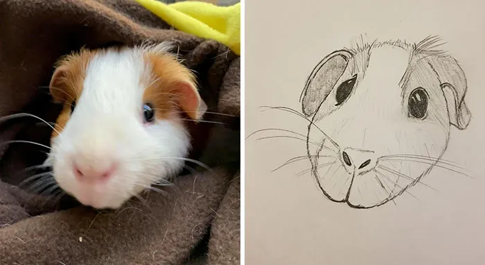 Esta protectora de animales promete hacer un dibujo cutre pero original de tu mascota por cada donación de 15$, y estos son los resultados (35 fotos)