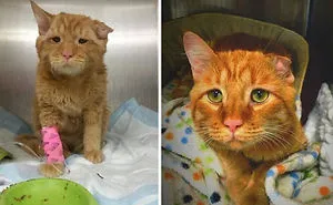 This Online Community Shares How Their Adopted Cats Looked Then & Now And It's Heartwarming (30 Pics)
