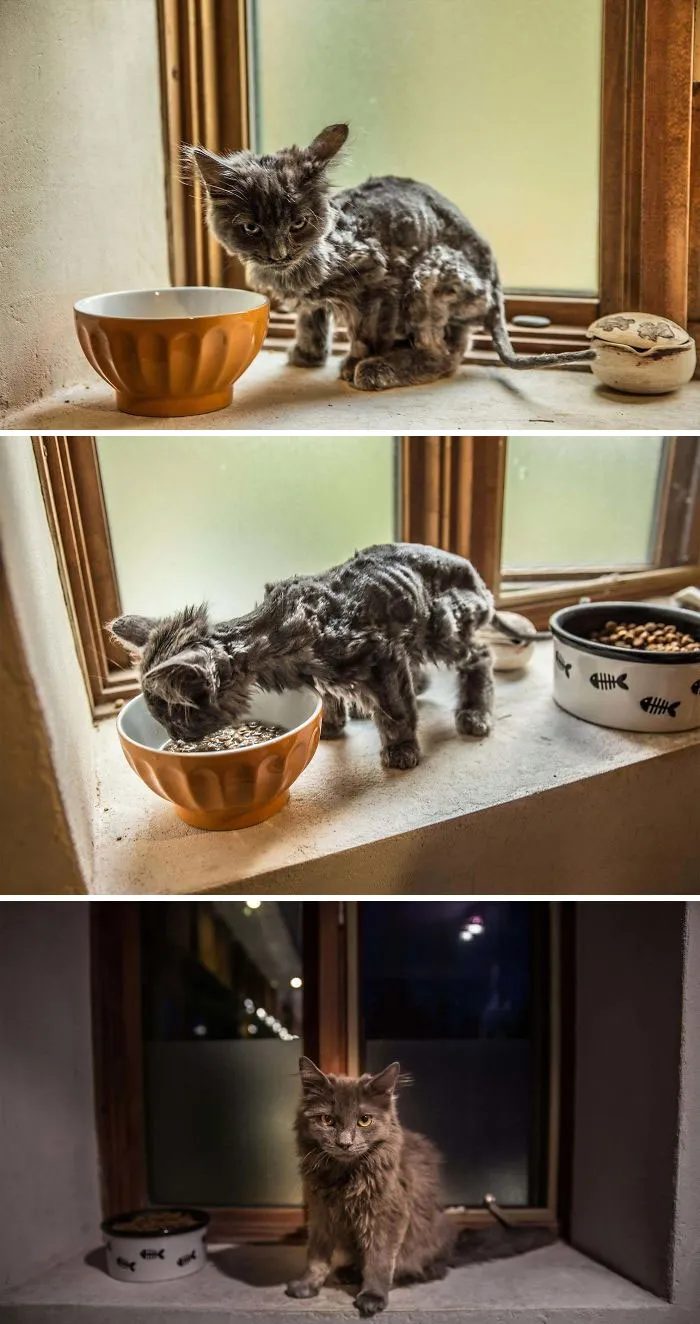 This Is Barley! My Son And I Found Her By The Road. She Had Been Abandoned. So Thin... Covered In Fleas. The Last Photo Was 3 Months After We Found Her. She's Simply The Sweetest Little Cat Ever