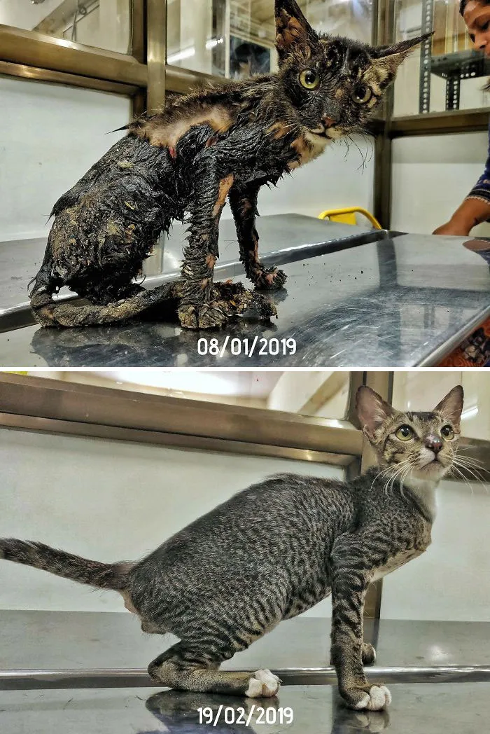 Phoenix Was Rescued From The Streets And Was Covered In Hot Tar. Little Over A Month Later, He Looks Amazing, He Loves Humans And Is Ready To Enter A Loving Home