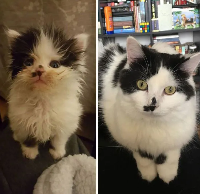 One Year Ago, Jake Was Found Underneath A Car, Alone And Half Frozen. He Was 4 Weeks Old And His Mom Was Gone. Now He's The Biggest Kitty With The Most Personality That I've Ever Met