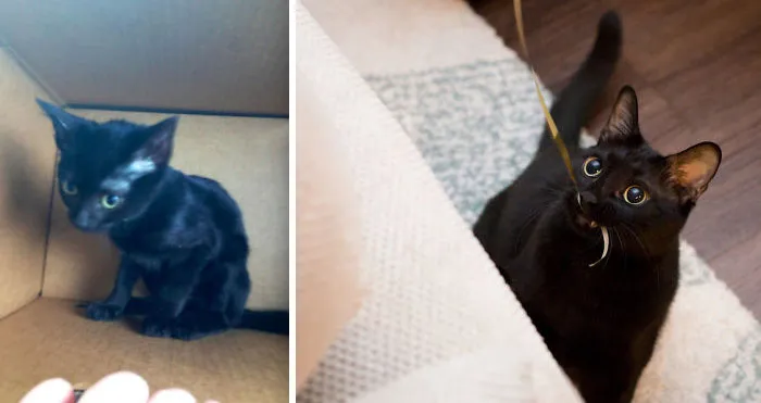 I Had To Fight My Wife To Not Leave Him At The Shelter—she Was Concerned He'd Either Cost Us A Ton Of Money In Vet Bills Or Die Soon Since He Was So Sickly, Turns Out He Just Needed Food And Kisses