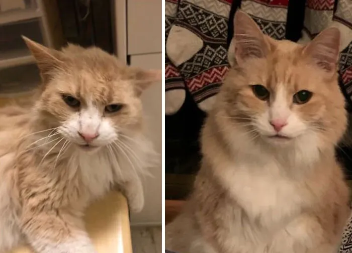 2 Years Ago Today I Walked Into A Petsmart And Met A Cat Named Sonny Who No One Would Adopt Because He Was 13 Years Old, Covered In Fleas, Underweight, And Had A Mouth Full Of Rotten Teeth That Had To Be Removed. He Came Home With Me That Night And It Was The Best Decision I’ve Ever Made