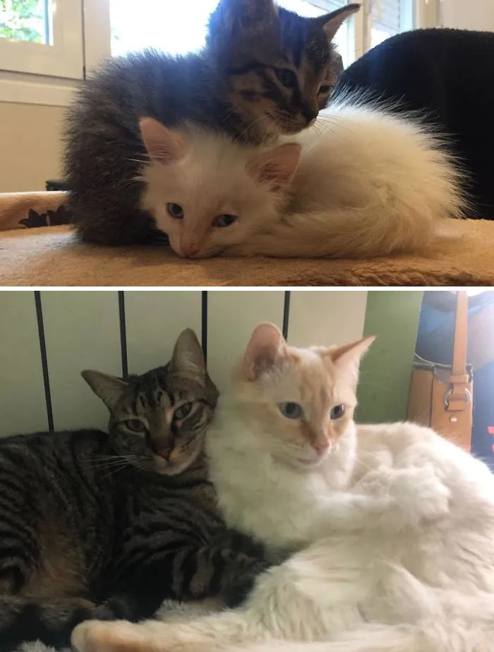 These Two Cat Brothers Were Rescued From The Street And They Are As Inseparable Today As They Were The Day I Found Them