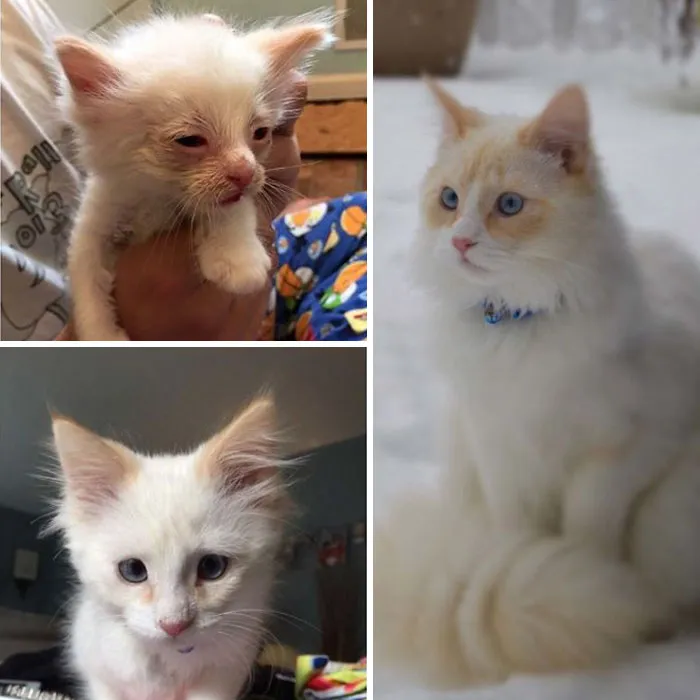 “We’re Just Going To Foster Him,” - My Mother, In May Of 2015