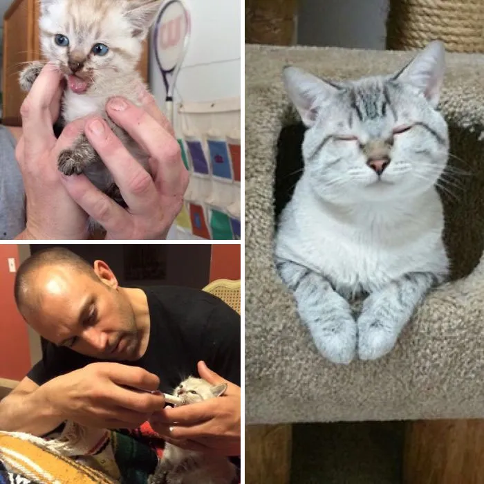 Kai Mana Had His Jaw Stepped On And Would Be Put Down. I Worked Full Time And Couldn’t Commit To Taking Care Of Him. But My BF Took Him To Get Surgery, And Fed Him Kitten Formula Through A Syringe. He Brought Him To His Construction Job, And Woke Up Every Two Hours For Feedings. He’s Happy Today
