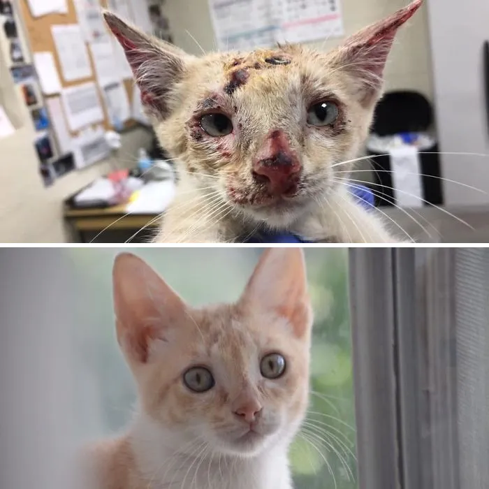 Before And After Fostering. Roadrunner On The Day I Got Him From The Shelter, And On The Day He Went To His New Home